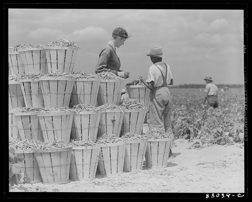 Bridgeton, New Jersey. Seabrook Farm. Weighing in beans