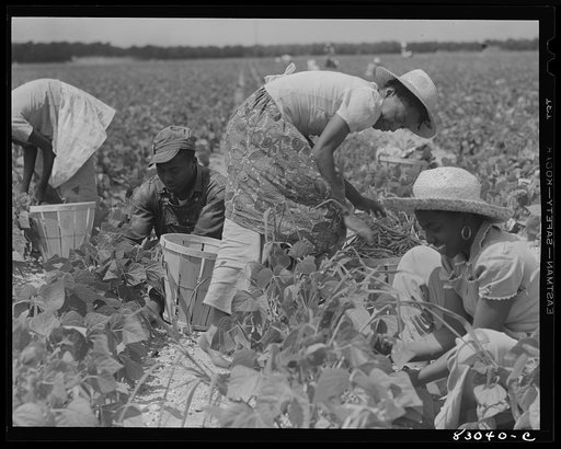 Bridgeton, New Jersey. Seabrook Farm. Migrants picking beans