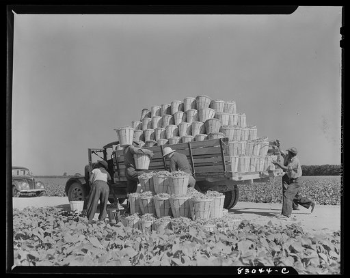 Bridgeton, New Jersey. Seabrook Farm. Loading a truck with beans
