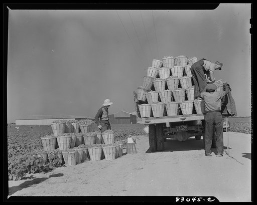 Untitled photo, possibly related to: Bridgeton, New Jersey. Seabrook Farm. Loading a truck with beans