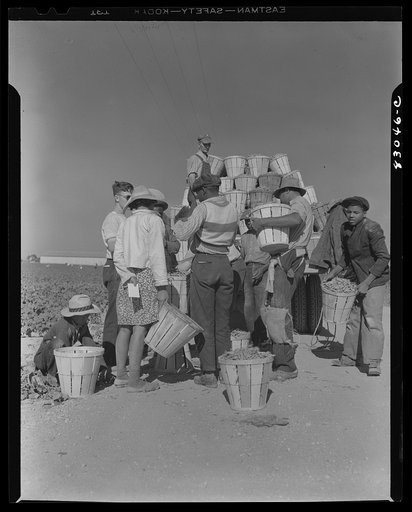 Bridgeton, New Jersey. Seabrook Farm. Weighing in beans