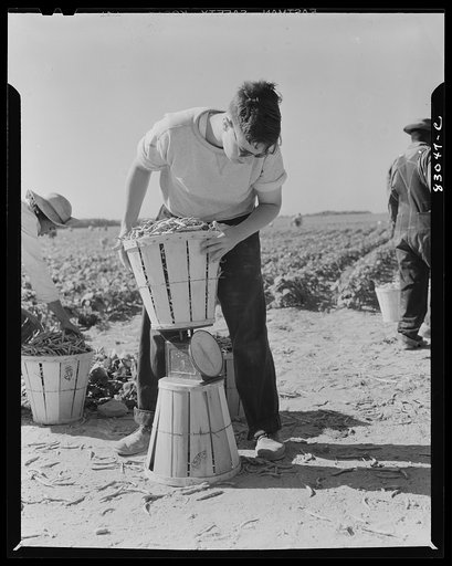 Bridgeton, New Jersey. Seabrook Farm. Weighing in beans
