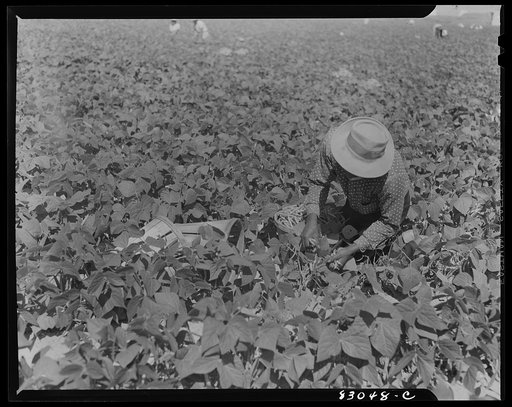 Bridgeton, New Jersey. Seabrook Farm. Migrants picking beans