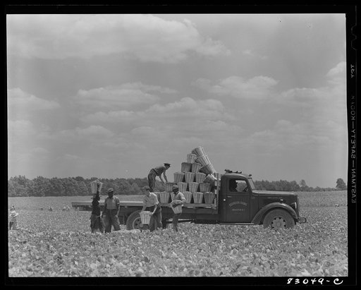Bridgeton, New Jersey. Seabrook Farm. Loading a truck with beans