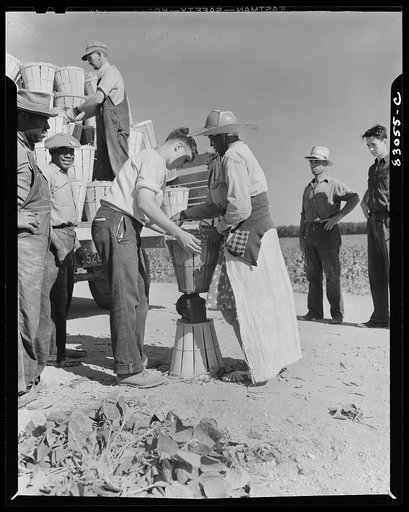 Bridgeton, New Jersey. Seabrook Farm. Weighing in beans