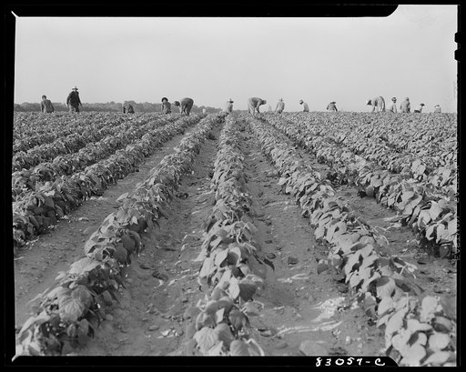 Bridgeton, New Jersey. Seabrook Farm. Migrant bean pickers