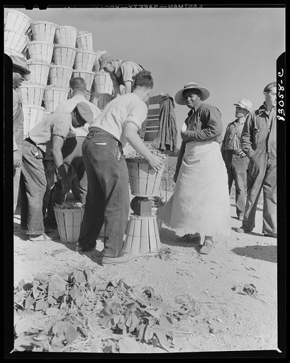 Untitled photo, possibly related to: Bridgeton, New Jersey. Seabrook Farm. Weighing in beans
