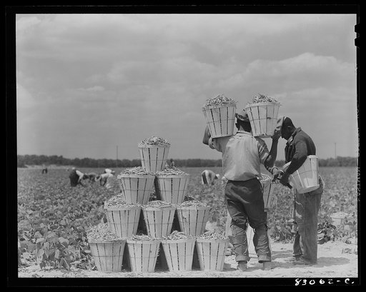 Bridgeton, New Jersey. Seabrook Farm. Weighing in beans