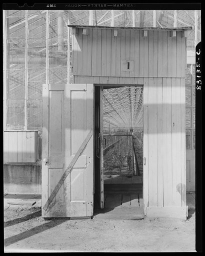Untitled photo, possibly related to: Bridgeton, New Jersey. Seabrook Farm. The greenhouse where roses, tobacco seedlings and tomato seedlings are started