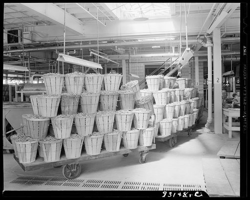 Bridgeton, New Jersey. Seabrook Farm. String beans waiting in packing plant