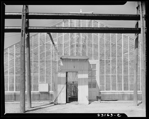 Bridgeton, New Jersey. Seabrook Farm. The greenhouse where roses, tobacco seedlings and tomato seedlings are started