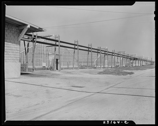 Untitled photo, possibly related to: Bridgeton, New Jersey. Seabrook Farm. The greenhouse where roses, tobacco seedlings and tomato seedlings are started