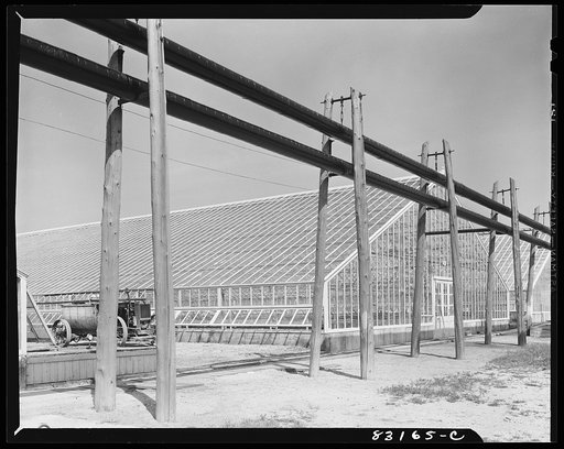 Bridgeton, New Jersey. Seabrook Farm. The greenhouse where roses, tobacco seedlings and tomato seedlings are started