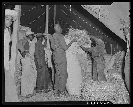 Bridgeton, New Jersey. FSA (Farm Security Administration) agricultural workers' camp. Filling ticks with straw