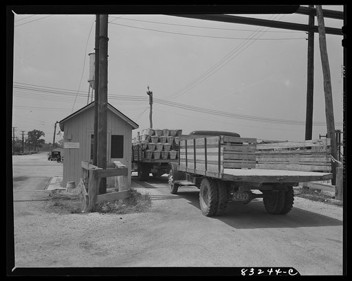 Bridgeton, New Jersey. Seabrook Farm. Trucks weighing in at the Seabrook packing plant