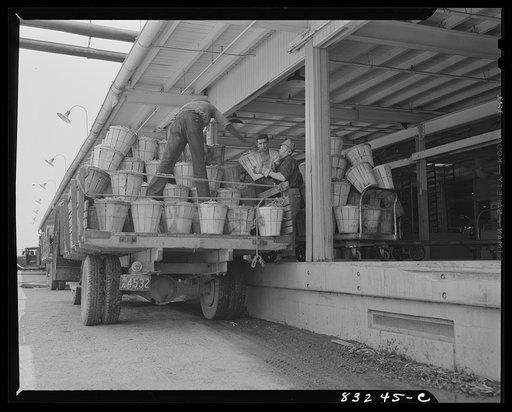 Bridgeton, New Jersey. Seabrook Farm. Loading beans onto the delivery platform of the packing plant