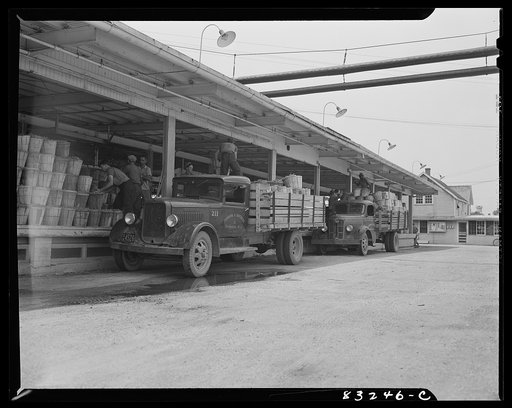 Untitled photo, possibly related to: Bridgeton, New Jersey. Seabrook Farm. Loading beans onto the delivery platform of the packing plant