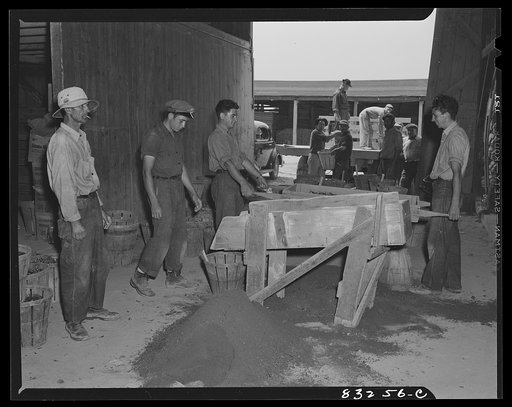 Bridgeton, New Jersey. Seabrook Farm. Sifting dirt from bulbs before packing