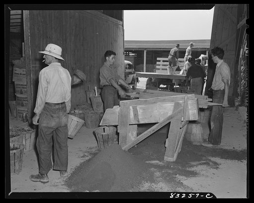 Untitled photo, possibly related to: Bridgeton, New Jersey. Seabrook Farm. Sifting dirt from bulbs before packing