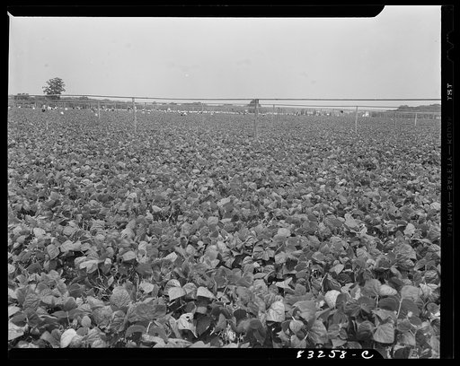 Untitled photo, possibly related to: Bridgeton, New Jersey. Seabrook Farms. One of the large bean fields with irrigation pipes which extend its length