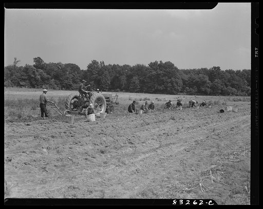 Bridgeton, New Jersey. Seabrook Farm. Digging bulbs