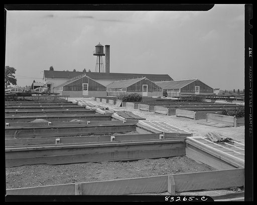Bridgeton, New Jersey. Seabrook Farm. Greenhouse and nursery