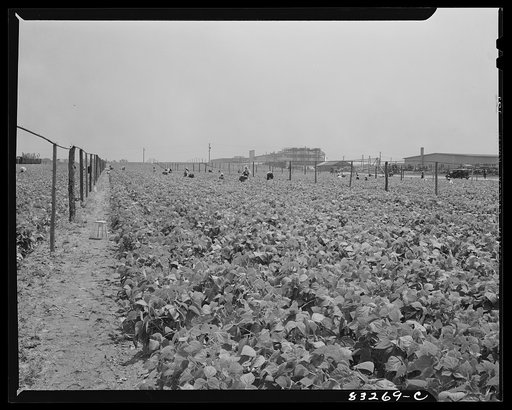 Bridgeton, New Jersey. Seabrook Farm. Fields come right up to the packing plant