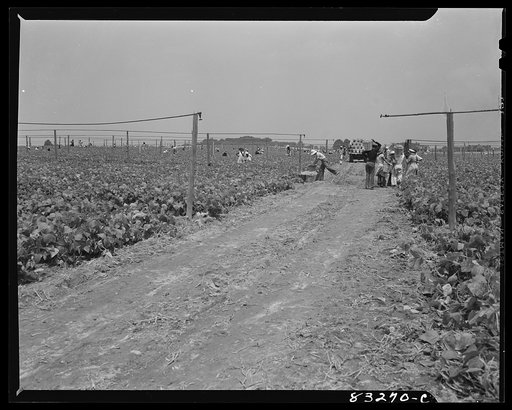 Bridgeton, New Jersey. Seabrook Farm. Old overhead irrigation which is being abandoned for cheaper methods