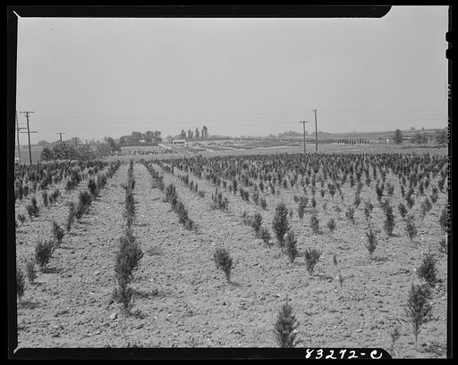 Bridgeton, New Jersey. Seabrook Farm. Part of the nursery