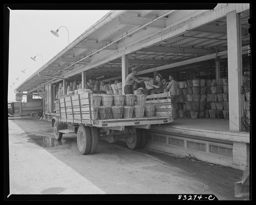 Untitled photo, possibly related to: Bridgeton, New Jersey. Seabrook Farm. Loading beans onto the delivery platform of the packing plant