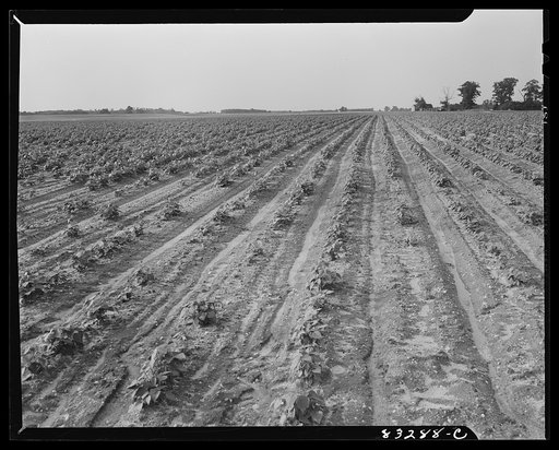 Bridgeton, New Jersey. Seabrook Farm. Bean fields