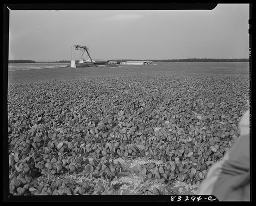 Untitled photo, possibly related to: Bridgeton, New Jersey. Seabrook Farm. Bean field