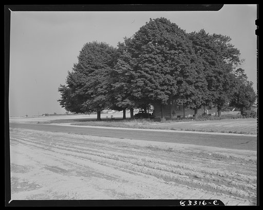 Bridgeton, New Jersey. Seabrook Farm. Old farm which has been engulfed by the Seabrook bean fields