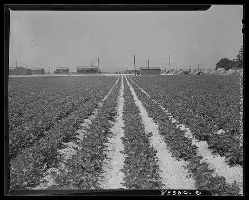 Bridgeton, New Jersey. FSA (Farm Security Administration) agricultural workers' camp. Looking east
