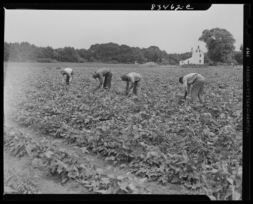 Newport, New Jersey (vicinity). Migrants contracted from the FSA (Farm Security Administration) agricultural workers' camp picking beans in John Hanby's fields
