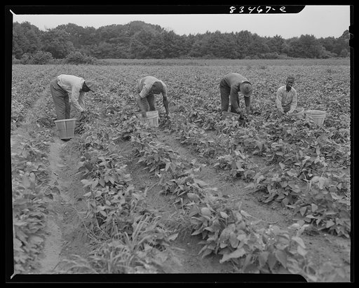 Untitled photo, possibly related to: Newport, New Jersey (vicinity). Migrants contracted from the FSA (Farm Security Administration) agricultural workers' camp picking beans in John Hanby's fields