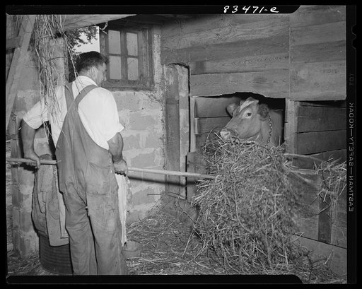Newport, New Jersey (vicinity). John Hanby, FSA (Farm Security Administration) client