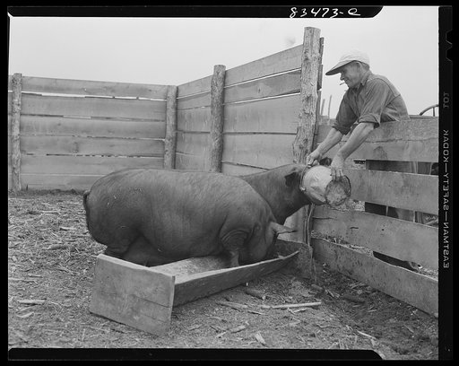 Untitled photo, possibly related to: Newport, New Jersey (vicinity). On the John Hanby farm