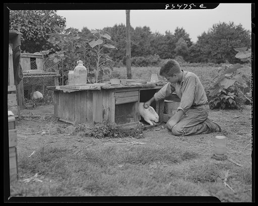 Newport, New Jersey (vicinity). The youngest Hanby boy has charge of the rabbits on his father's farm