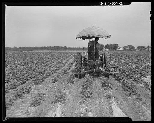 Bridgeton, New Jersey. Seabrook Farm. Cultivating a field