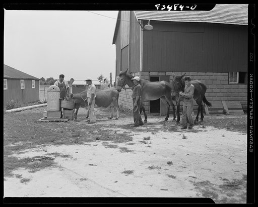 Untitled photo, possibly related to: Newport, New Jersey (vicinity). On the Hanby farm