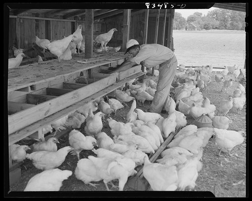 Newport, New Jersey (vicinity). Hen house on the Hanby farm