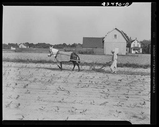 Bridgeton, New Jersey. The flies are so bad in Lower Jersey that the animals must be protected with coats and caps