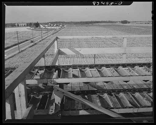 Untitled photo, possibly related to: Bridgeton, New Jersey. Seabrook Farm which extends as far as the eye can see. View from the roof of the packing house