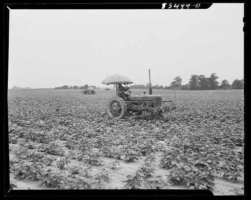 Untitled photo, possibly related to: Bridgeton, New Jersey. Seabrook Farms. Cultivating a field