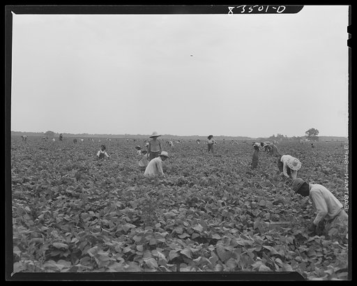 Bridgeton, New Jersey. Seabrook Farms. Bean picking