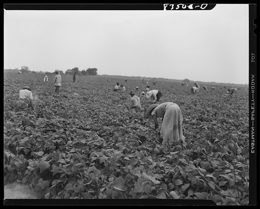 Untitled photo, possibly related to: Bridgeton, New Jersey. Seabrook Farms. Bean picking