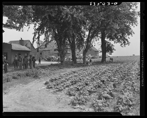 Bridgeton, New Jersey. Seabrook Farms. Old farm surrounded by bean fields of the Seabrook Farm