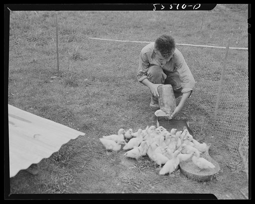 Newport, New Jersey (vicinity). Feeding the ducklings