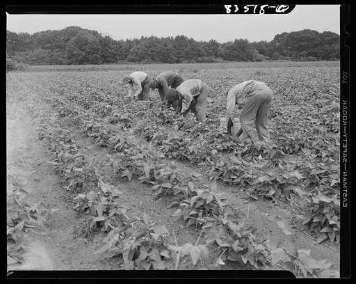 Untitled photo, possibly related to: Newport, New Jersey (vicinity). Pickers from the FSA (Farm Security Administration) camp working in John Hanby's bean field